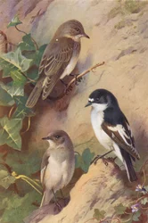 Spotted Flycatcher, Pied Flycatcher (male and female)