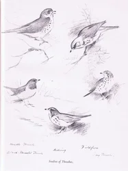 Study of Thrushes