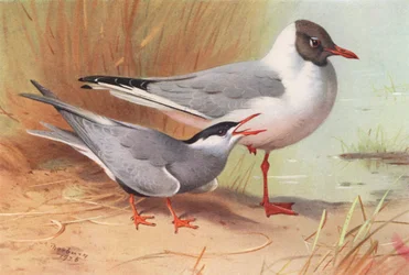 Whiskered Tern, Black-Headed Gull (summer)