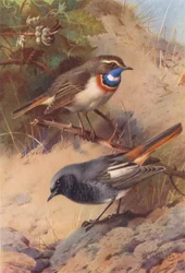 White-Spotted Bluethroat, Black Redstart