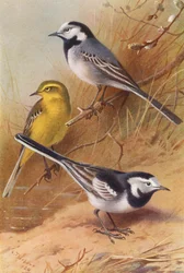 White Wagtail, Yellow Wagtail, Pied Wagtail