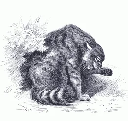 Wild Cat, from Thorburn