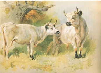 Wild Cattle