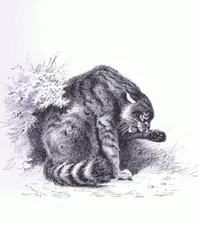 Wildcat, pub. by Book Club Associates