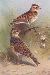 Wood-Lark, Sky-Lark
