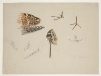 Woodcock beak, feet and wing, c.1915