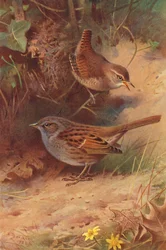 Wren, Hedge-Sparrow