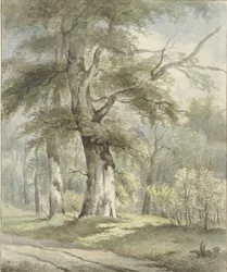 Forest View