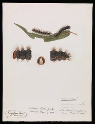 Caterpillar, Epicoma contristis, Teara tristis