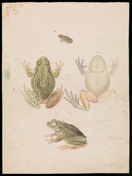 Growling Grass Frog, Litoria raniformis