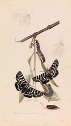 Vine moth, Comocrus behri