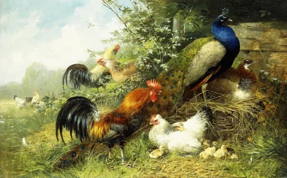 Fowl and Peacocks