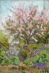 Cherry Blossom with Trellis Fence Below