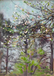 Cherry Tree in Blossom with Pine Trees in Background