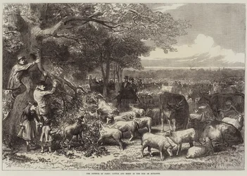 The Defence of Paris, Cattle and Sheep in the Bois de Boulogne