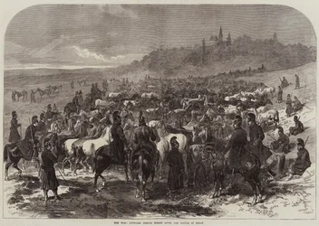 The War, captured French Horses after the Battle of Sedan