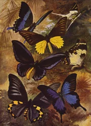 Beautiful Butterflies: Black and Gold Butterflies from the East Indies