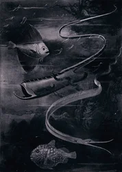 Deep-Sea Fish