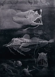 Deep-Sea Fish