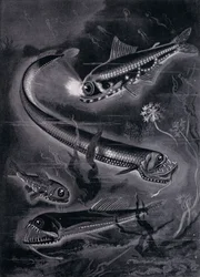 Self-Luminant Fishes