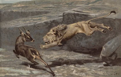 A Night Attack
