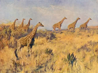 A Troop of Giraffes