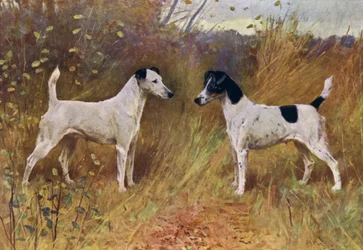 Rival Beauties, Champion Donna Fortuna and Champion Duchess of Durham