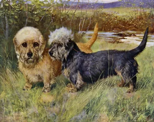 The Dandie Dinmont Terriers, Ch Blacket House Yet, Mustard and Ch Ancrum Fanny, Pepper