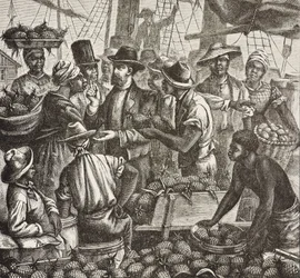 History of England (C19th). Colonization (1880). Bahama selling pineapples. English colony in New Providence Island. Pineapples were one of the products for export from the port of Nassau, most important. Engraving. Private Collection
