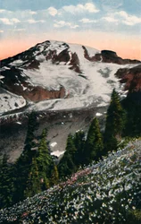 Avalanche Lilies, growing on Mount Rainier, c1916
