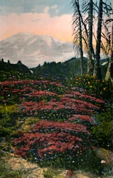 Purple Heather Growing, Mount Rainier National Park, c1916