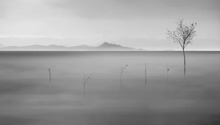 Misty Lake Lone Tree