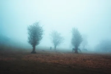 Misty Trees and Horses