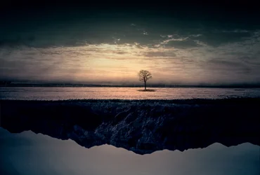 Solitary Tree Reflection