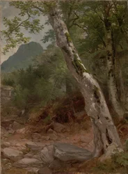 A Sycamore Tree, Plaaterkill Clove (The Sycamore, Kaaterskill Clove)