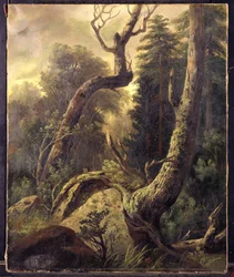 Forest Landscape