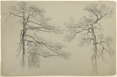 Study of Two Trees, Hague, Lake George, New York