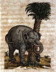 An Elephant Rubbing Against a Palm Tree Trunk