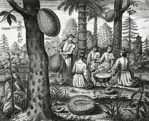 Chinese fruits, engraving from China monuments