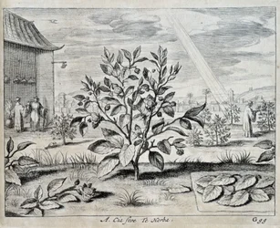 Le camellia - in 