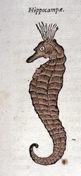 Representation of a Seahorse. Engraving from a Work by Athanasius Kircher