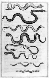 Serpents