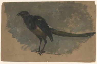 Study of a Magpie