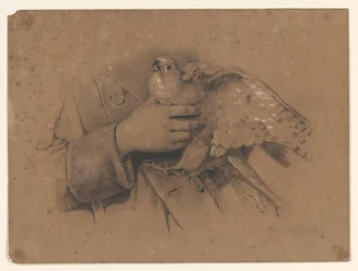 Kestrel Caught in Hands