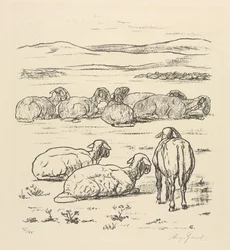 Sheep