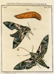 Butterfly Daphnis neri