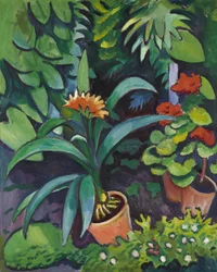 Flowers in the Garden, Clivia and Pelargoniums