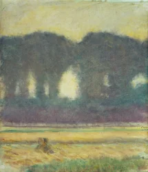 Fir Trees and a Cornfield