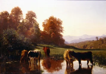 Cattle Watering