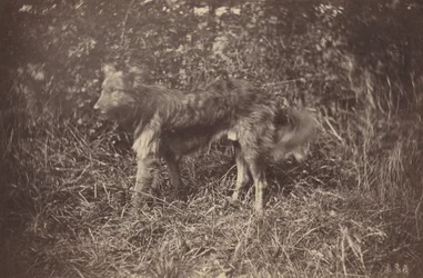 Study of a Dog
